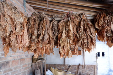 The dried tobacco leaves are lined up, with a brick wall background