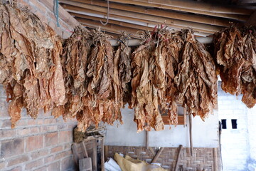 Fototapeta na wymiar The dried tobacco leaves are lined up, with a brick wall background