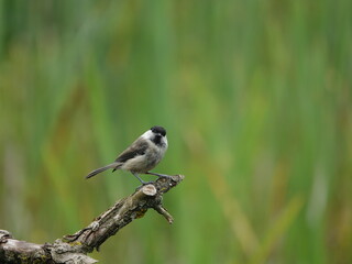 willow tit (Poecile montanus)