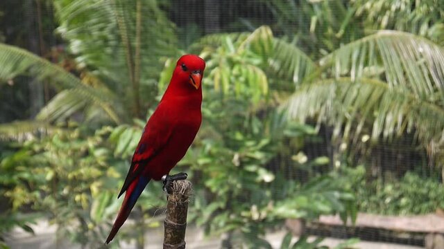 A red parrot sits on a perch in an aviary at the Yogyakarta Zoo, Indonesia