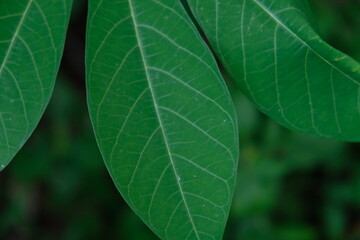 green leaves from shrub plants