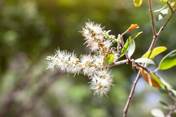 White flower of Melaleuca cajuputi Powell, Cajuput tree, paper bark tree or swamp tea tree with sunlight on blur nature background. 