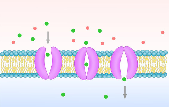 Carrier protein, facilitate diffusion in cellular membrane. 