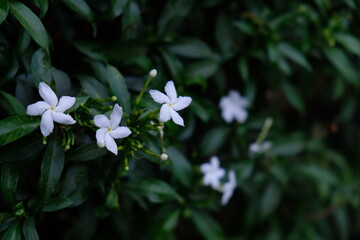 Thai white jasmine flower in the garden, closeup flower photo