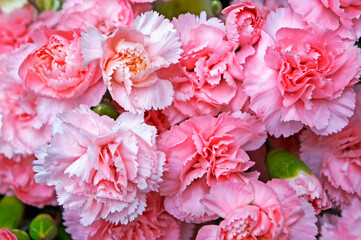 Pink carnations bouquet