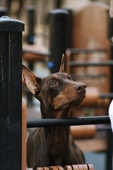 Doberman portrait. Doberman on the training ground. Doberman pinscher brown. Close-up portrait of a...