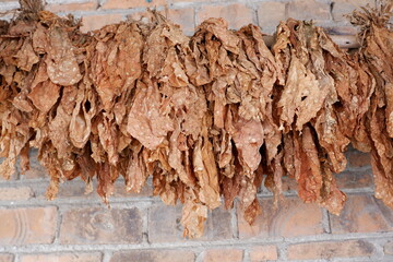 The dried tobacco leaves are lined up, with a brick wall background