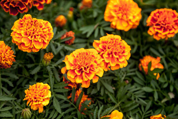Naklejka na ściany i meble Marigolds bright flowers with green leaves. Background of flowers close-up, top view. Selective focus. Floral design with space for creativity. Useful properties of marigolds concept. Copyright space