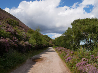 path with green vegetation, trees and  purple heather alongside, white clouds on the sky