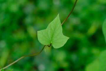 green leaves from shrub plants