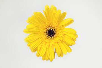 Yellow gerbera flower on white background. Top view