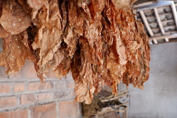 The dried tobacco leaves are lined up, with a brick wall background