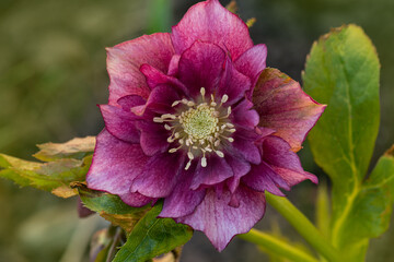 Hellebore grows in the garden. Hellebore Double Ellen Pink Spotted