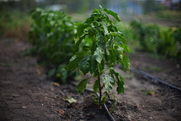 Large green bushes of sweet pepper grow in a rows at summer garden
