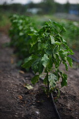 Fresh green bushes of sweet pepper grow in a row at summer garden