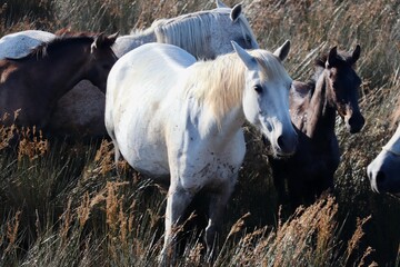 Camargue