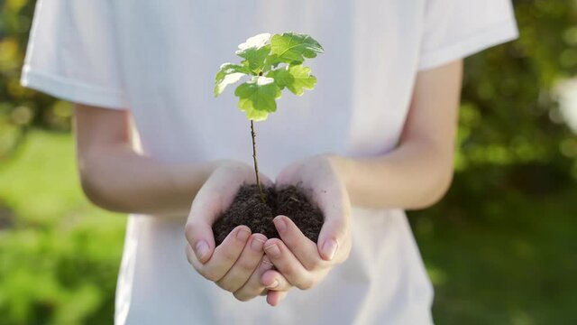 close up hands holding sapling of young oak tree. Female palms embrace the soil stem a small tree. blurred green background, white shirt. concept nature conservation, Earth protection, reforestation