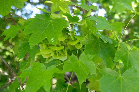 Bunch of fruits of Acer platanoides, also known as Norway maple. The fruit is a double samara with two winged seeds.