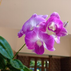 purple orchid in a garden