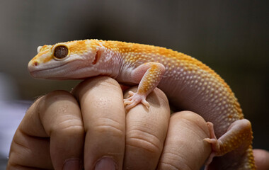 Yellow spotted eublefar in human hands. Beautiful tame lizard close up. Macro shooting reptile.