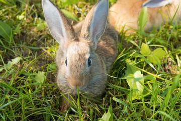 rabbits in grass