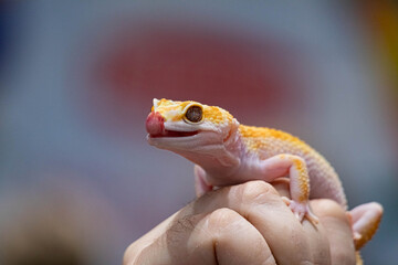 Yellow spotted eublefar in human hands. Beautiful tame lizard close up. Macro shooting reptile.