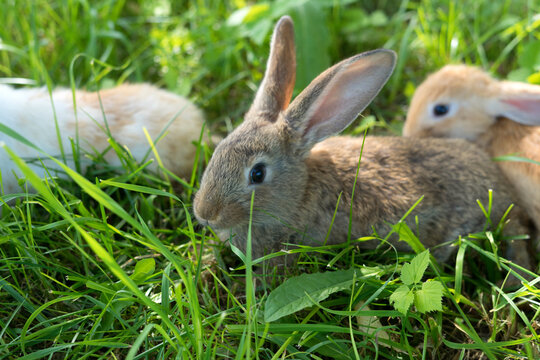 rabbits in grass