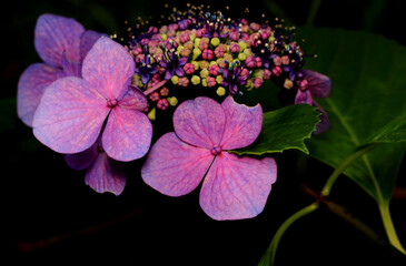 Hydrangea with Various Colors under Shade