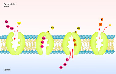 Sodium potassium pump. 3 sodium ions go outward, 2 potassium ions go inward. Active transport