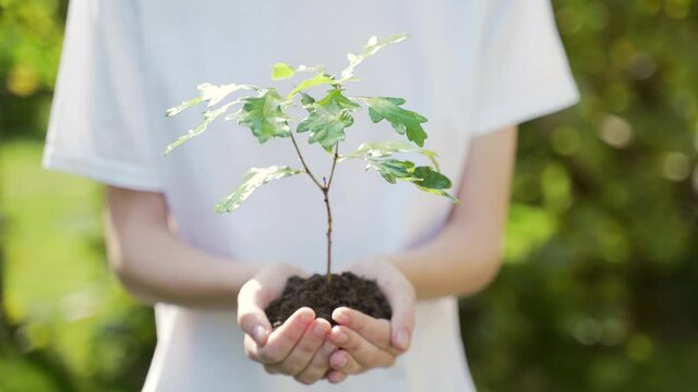 close up hands holding sapling of young oak tree. Female palms embrace the soil stem a small tree. blurred green background, white shirt. concept nature conservation, Earth protection, reforestation