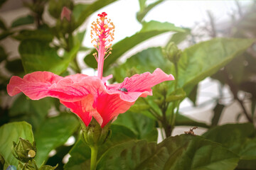 Pink hibiscus close-up.