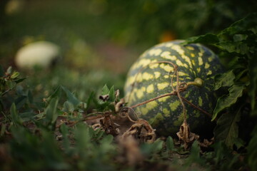 Ripe stripped watermelon grows in the summer garden