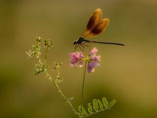 Beautiful Calopteryx splendens female on a flower morning dew summer with golden wings in the first rays of the sun