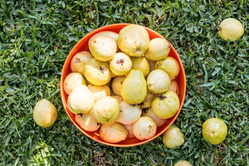 Yellow fruit from the field. Guava in natural environment 