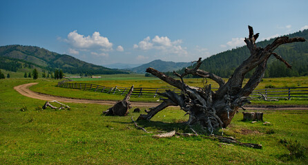 Russia. The Altai mountains, the valley of the river Yabogan. The rhizome of a huge larch, which, judging by the number of annual rings, is more than a hundred and twenty years old.