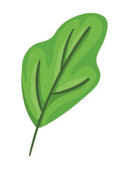 Isolated autumn leaf vector design