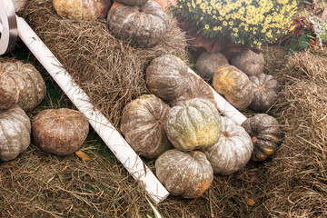 Different varieties of pumpkins. The harvest of vegetables.