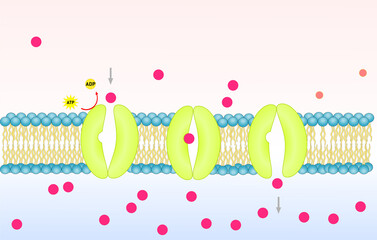 Scientific diagram show active transport in cell membrane.