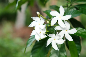 Thai white jasmine flower in the garden, closeup flower photo