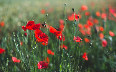 Blooming poppy field, red flowers close-up. Wildflowers blurred in bokeh. Idyllic rural scene....