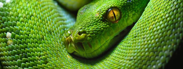 Photo sur Plexiglas Vert-citron Un corps de l& 39 arbre vert python Morelia viridis close-up. L& 39 art du portrait. Peau de serpent, texture naturelle, résumé, ressources graphiques. Conservation de l& 39 environnement, faune, zoologie, herpétologie