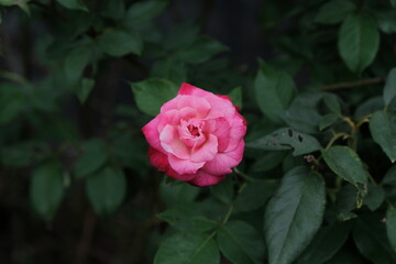 The beauty of roses that grow wild naturally in the garden