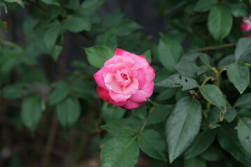 The beauty of roses that grow wild naturally in the garden