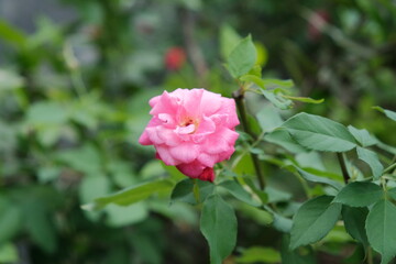 The beauty of roses that grow wild naturally in the garden