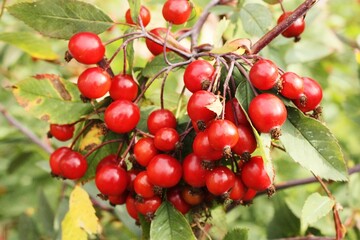 Hawthorn tree with berries in the garden