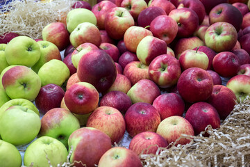 Fresh ripe apples lie in the straw.