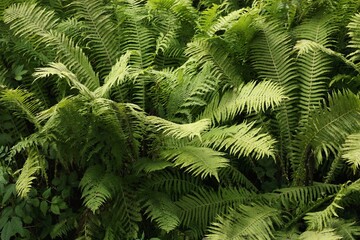 Beautiful view green fern in the forest