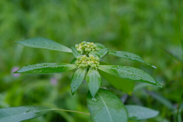 green leaves from shrub plants