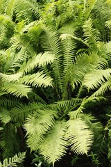 Beautiful view green fern in the forest