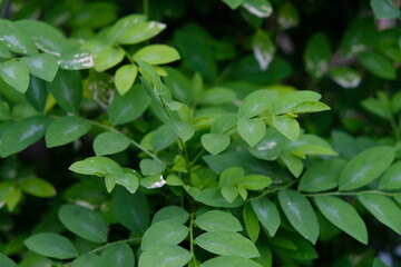 green leaves from shrub plants